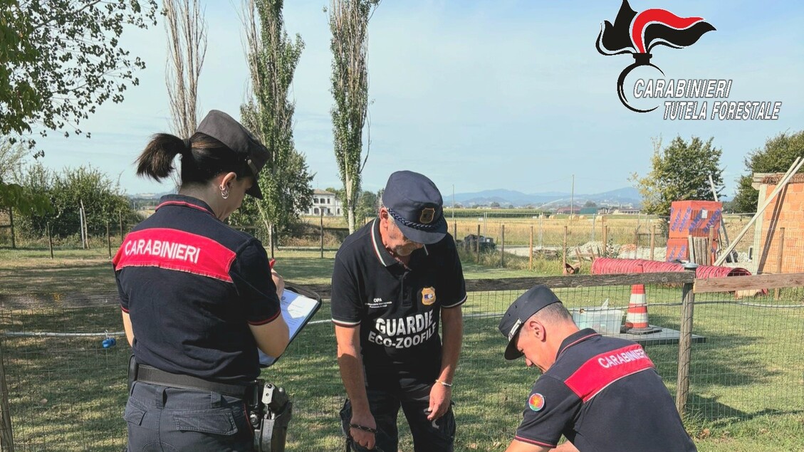 Sequestro Di 12 Cani In Un All