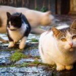 Sette Gatti Spariti In Una Settimana A San Marino, Cresce L’allarme Per Rapimenti Di Animali Domestici