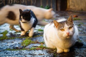 Sette Gatti Spariti In Una Set