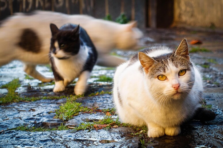 Sette Gatti Spariti In Una Set