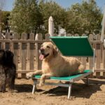 Sette Spiagge Attrezzate Per Cani Lungo Il Litorale Del Friuli Venezia Giulia Da Lignano A Trieste