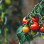 Siccità E Caldo Intenso Tagliano Le Coltivazioni Di Pomodoro E Cereali In Provincia Di Foggia Nel 2025