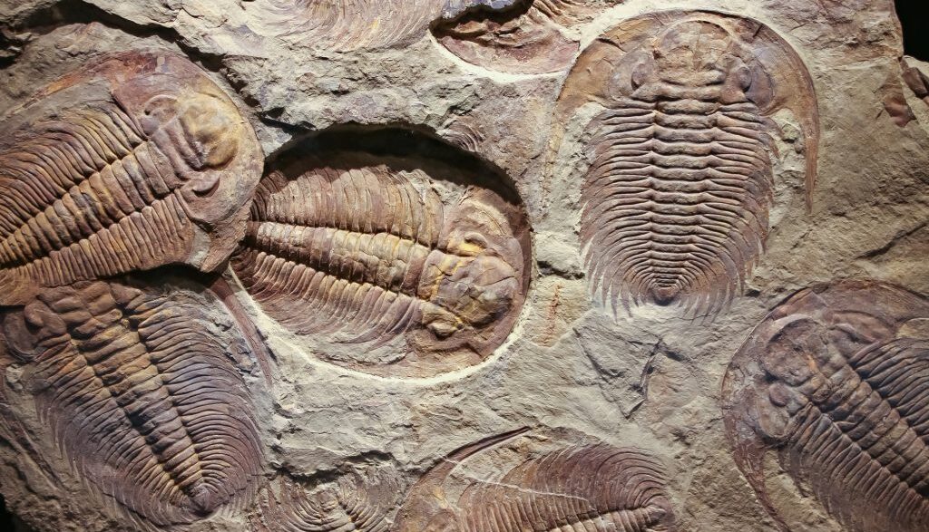 Sintetizzata In Laboratorio La