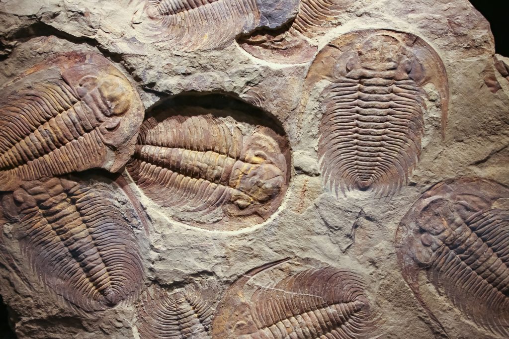 Sintetizzata In Laboratorio La