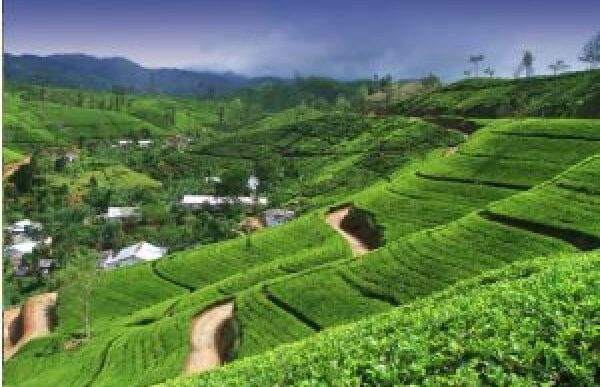Sri Lanka Estende Il Visto Gra
