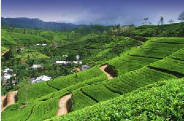 Sri Lanka Estende Il Visto Gra