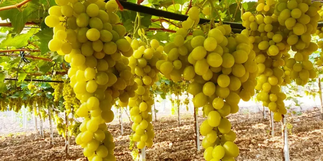 Sun World E Biogold Insieme Pe