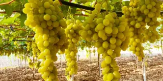Sun World E Biogold Insieme Pe