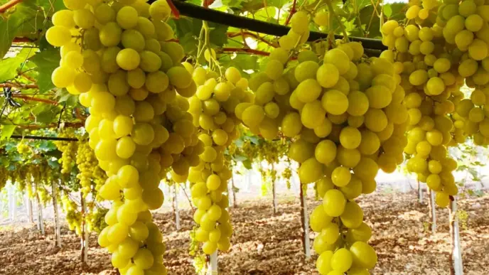 Sun World E Biogold Insieme Pe