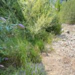Sversamento Di Olio Motore Nel Torrente Ala Ad Ala, Intervento Per Contenere L’inquinamento