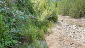 Sversamento Di Olio Motore Nel
