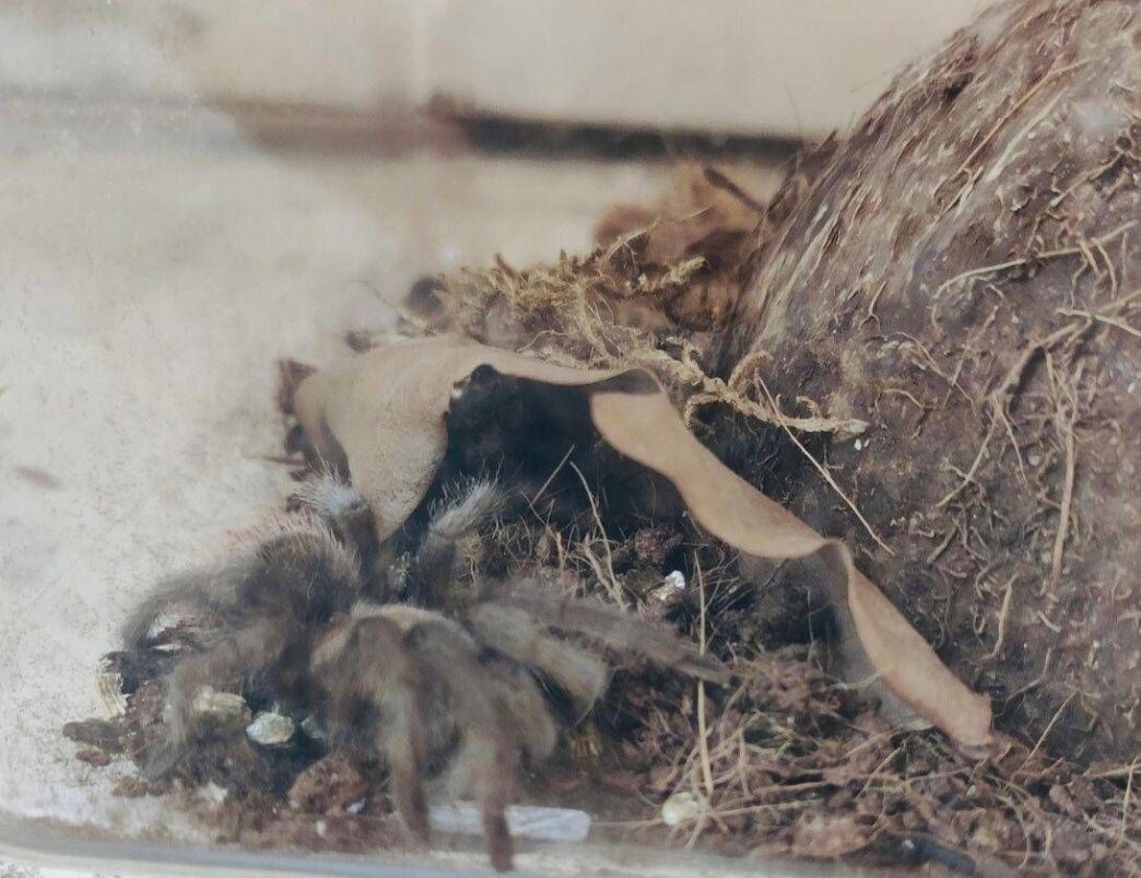 Tarantola Abbandonata In Teca