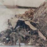 Tarantola Abbandonata In Teca Trovata Sul Marciapiede Di Via Albertinelli A Milano, Affidata A Esperti Di Settore