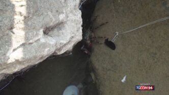 Tenere I Granchi Nel Secchiell