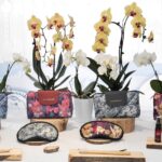 Thai Airways Celebra 65 Anni Con Un Amenity Kit Di Lusso Ispirato Alla Tradizione Thailandese