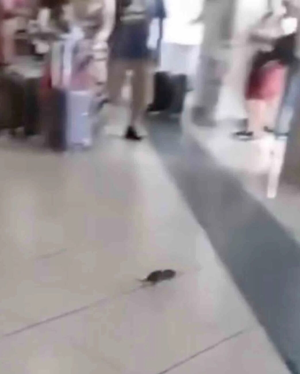 Topo Tra I Viaggiatori A Capod