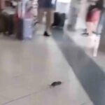Topo Tra I Viaggiatori A Capodichino Rilancia Il Dibattito Su Sicurezza E Igiene Allo Scalo