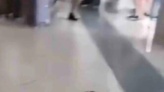 Topo Tra I Viaggiatori A Capod