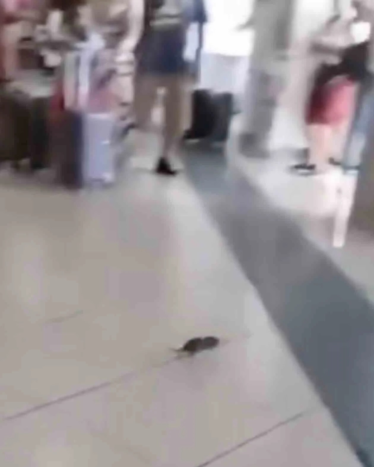 Topo Tra I Viaggiatori A Capod