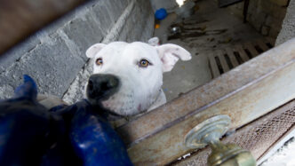 Un Pitbull Trovato Morto In Un
