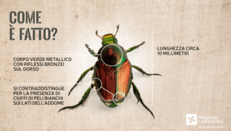 Uno Scarabeo Giapponese Minacc