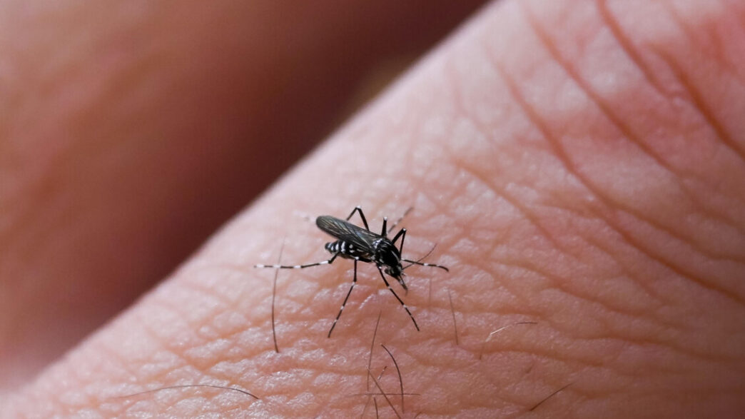 Uno Sciame Di Zanzare Aggressi