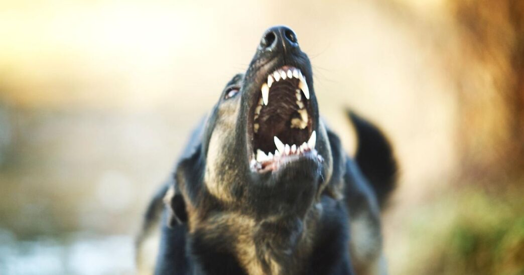 Uomo Aggredito Da Tre Cani All
