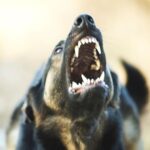 Uomo Aggredito Da Tre Cani All’interno Della Sua Casa A Ronsecco, Ricoverato A Vercelli