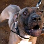 Uomo Azzannato Al Volto Da Pitbull A Ponte Nelle Alpi Mentre Portava A Spasso Il Cane