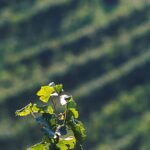 Uomo Di 55 Anni Trovato Morto Schiacciato Da Trattore In Vigna A Guida Di Valdobbiadene