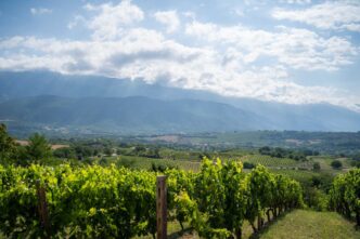 Vendemmia 20252C La Regione Abr