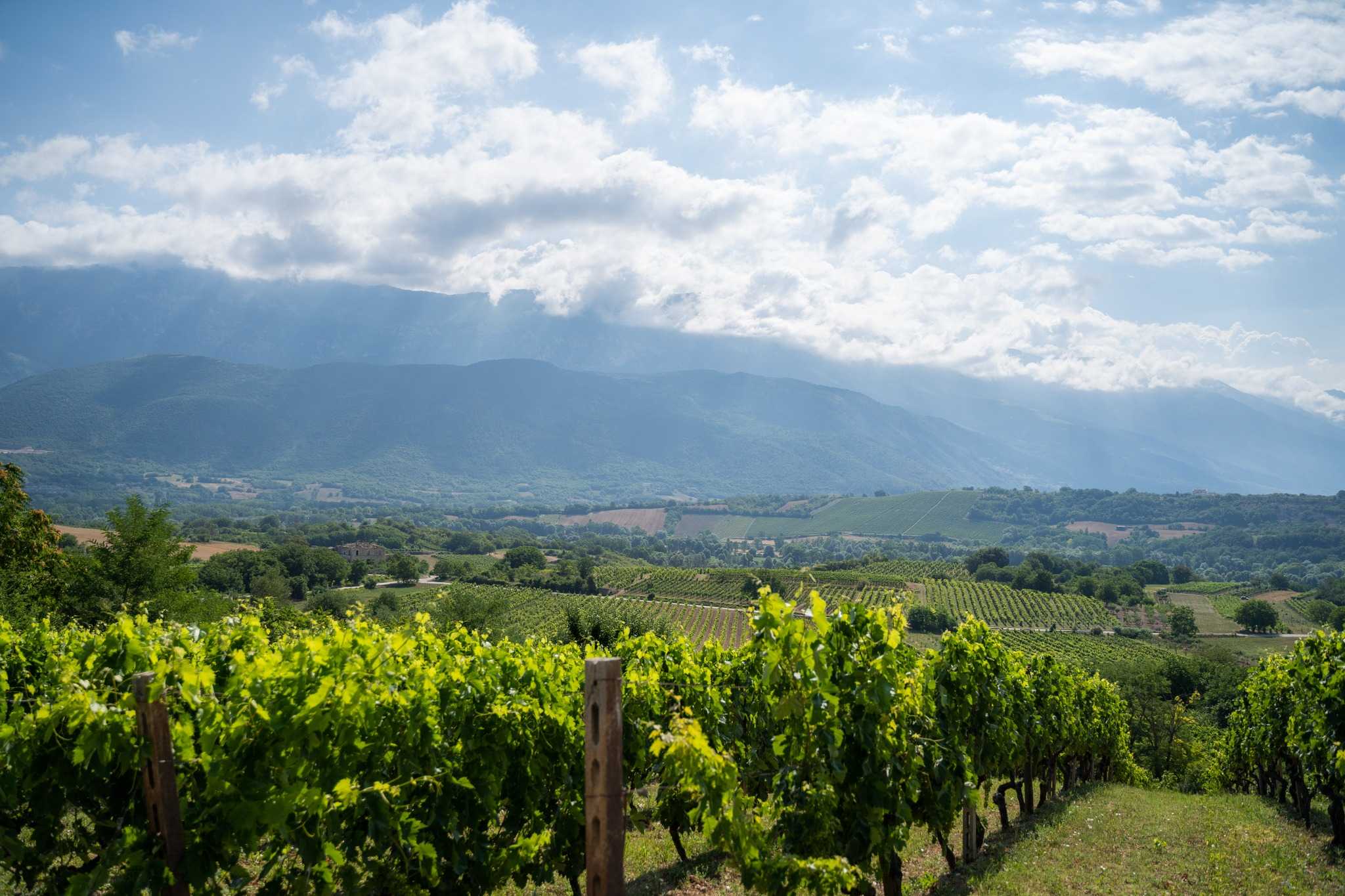 Vendemmia 20252C La Regione Abr