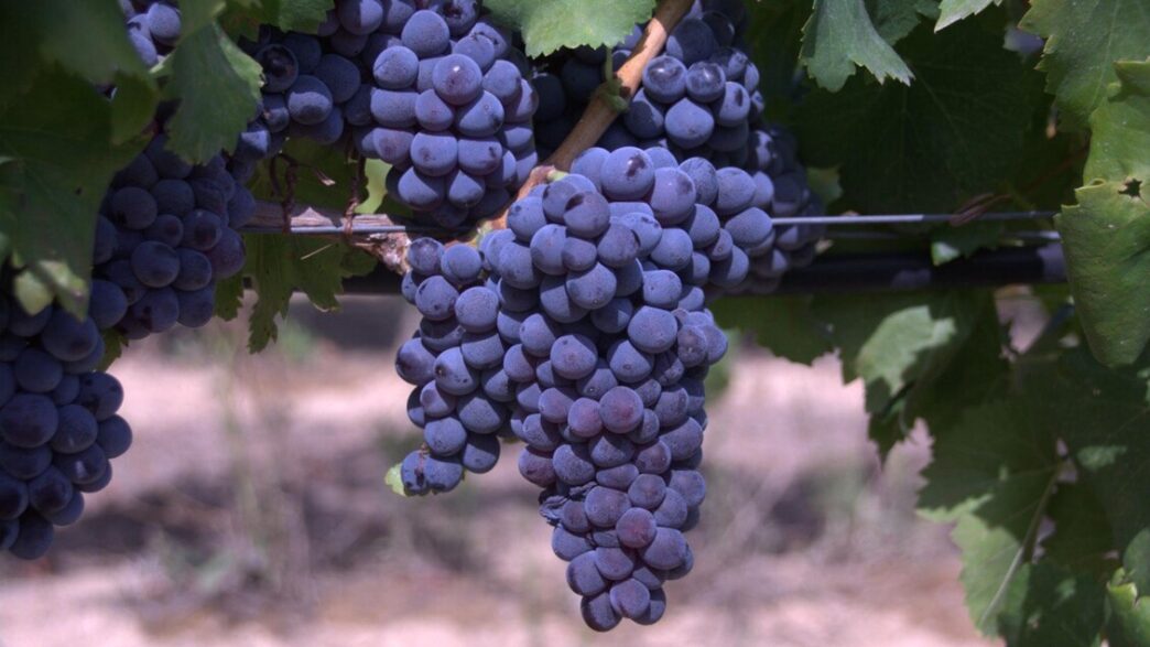 Vendemmia 2025 In Italia Parte