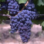 Vendemmia 2025 In Italia Parte Anticipata Dal Caldo, Produzione Prevista Intorno A 45 Milioni Di Ettolitri