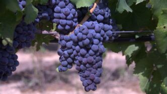 Vendemmia 2025 In Italia Parte