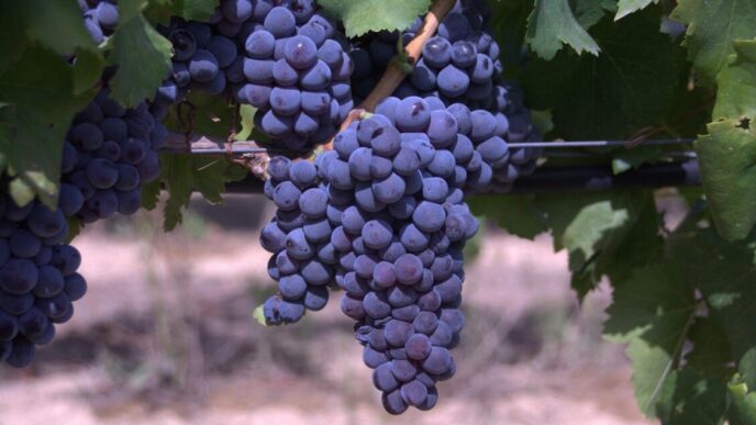 Vendemmia 2025 In Italia Parte