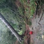 Vento Forte E Pioggia Torrenziale Provocano Danni E Disagi In Friuli Venezia Giulia Tra Pordenone E Gorizia