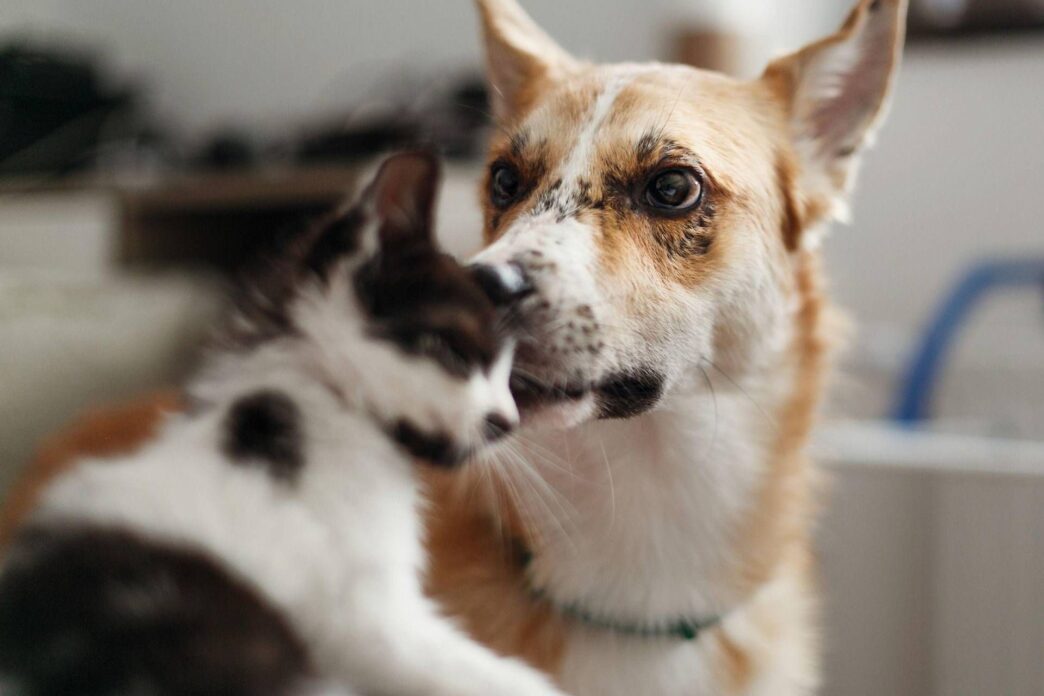Vietato Tenere I Cani A Catena