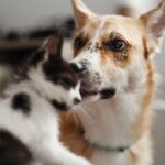 Vietato Tenere I Cani A Catena: Leggi Più Severe Per Maltrattamento E Uccisione Con Pene Fino A Quattro Anni
