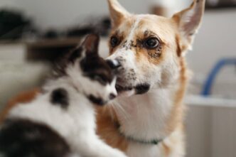 Vietato Tenere I Cani A Catena