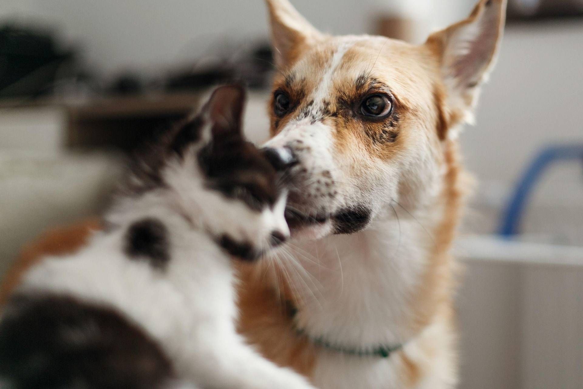 Vietato Tenere I Cani A Catena
