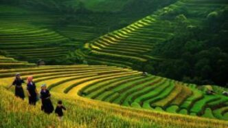 Vietnam Registra Crescita Reco