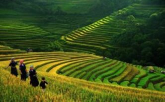 Vietnam Registra Crescita Reco