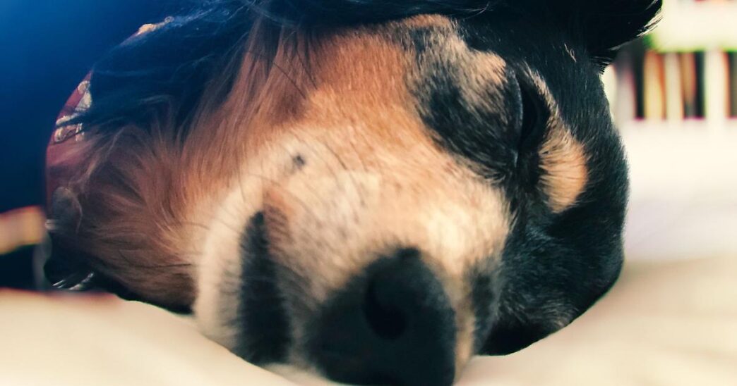 Violenza Su Una Cagnolina Anzi