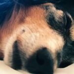 Violenza Su Una Cagnolina Anziana A Bagno A Ripoli, Uomo Denunciato Per Maltrattamenti