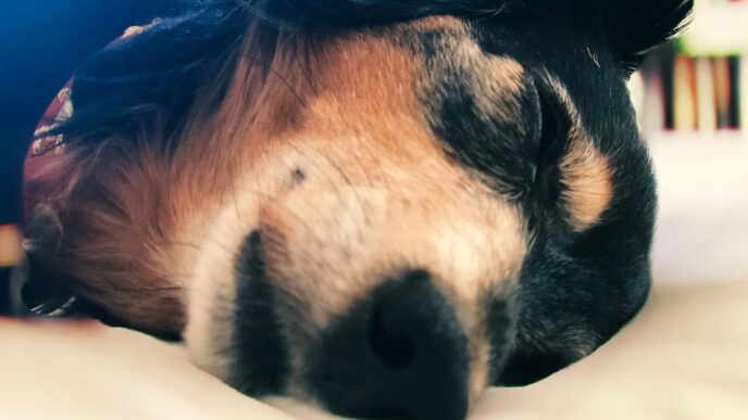 Violenza Su Una Cagnolina Anzi