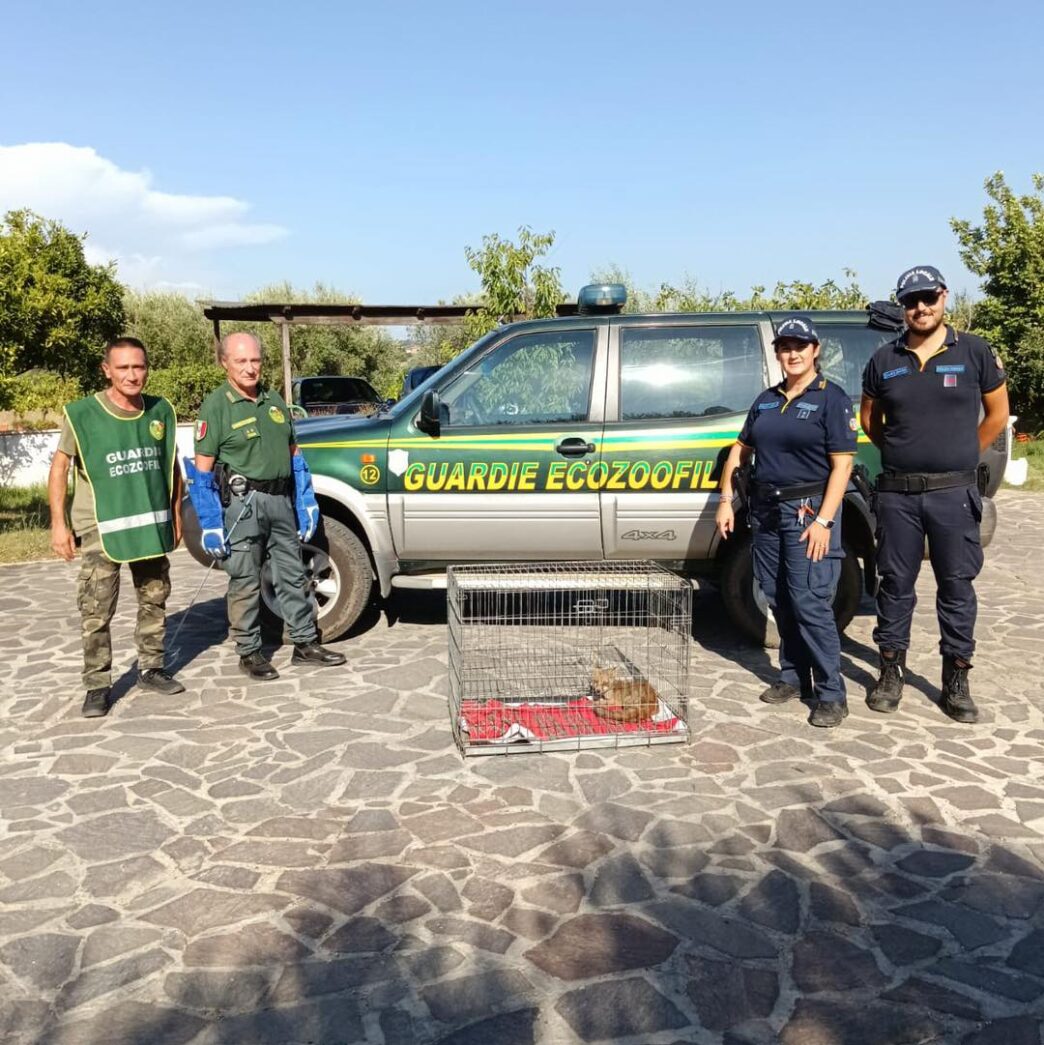 Volpacchiotto Ferito Salvato A