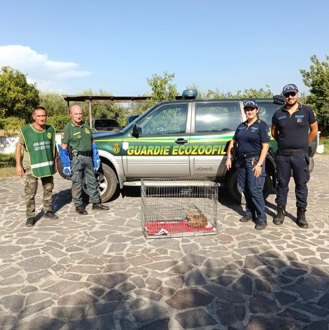 Volpacchiotto Ferito Salvato A