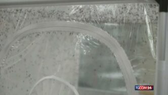 Casi Di Virus Trasmesso Dalle
