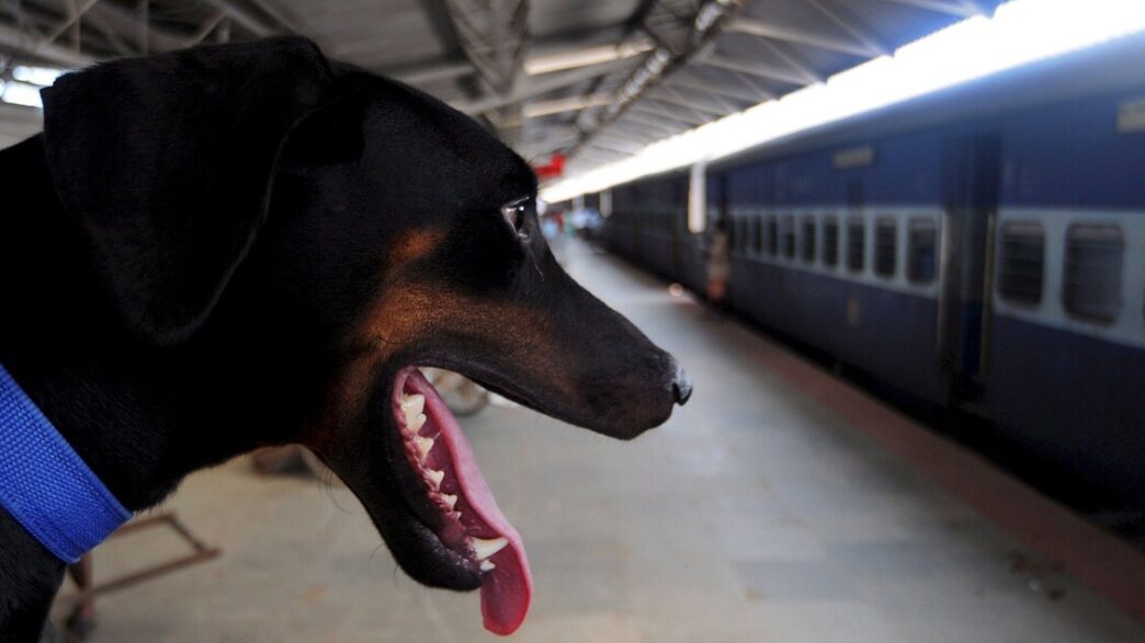 I Cani Viaggiano Gratis Sui Tr